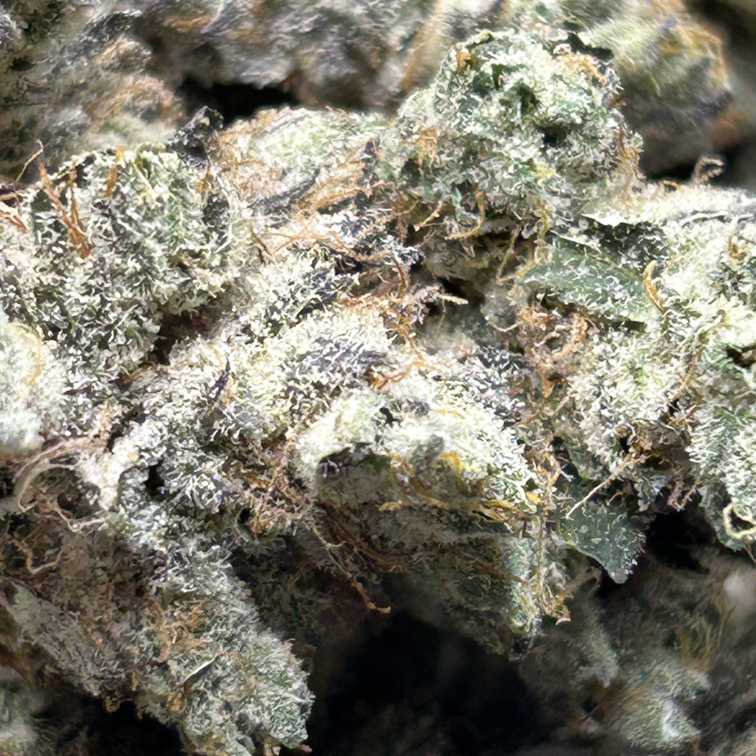 Lavender Lemonade – AAA - Image 2