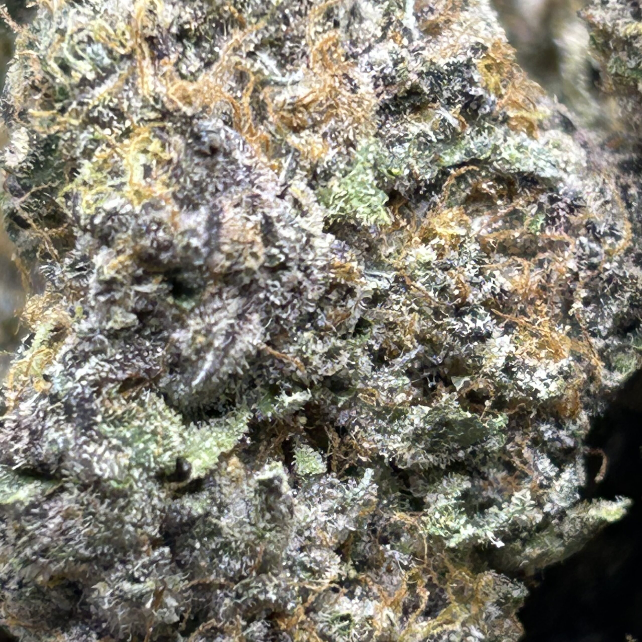 Sour Z – AAAA - Image 2